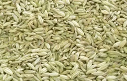 fennel_seed